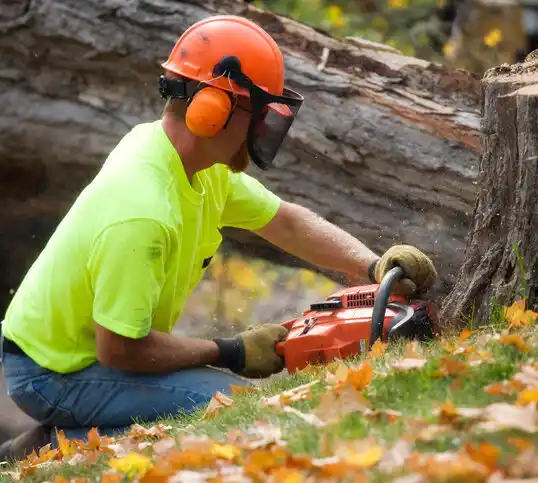 tree services Interlaken